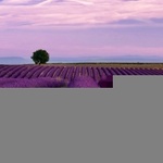 100lavenderfields