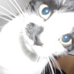 isolatedkitty