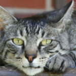 garagecat