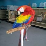 HellsBelle