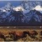RedBuffalo