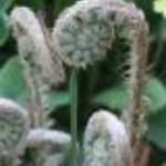 bweeds