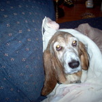 cleodoggie