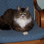 Elsiesue
