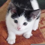 rosiethecat