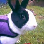 bunnieluver18
