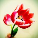 LovelyLashless