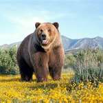 bear57