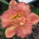 annalee515