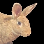 RandyAndRabbit