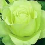 irishroses2