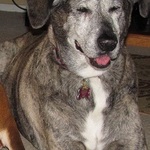 K9Dame