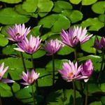 Morningflower