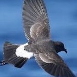 StormPetrel