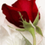 pattirose