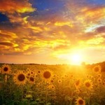 SunflowerDelight