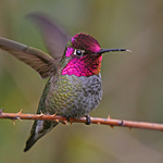 heavenhummingbird