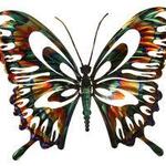 BUTTERFLY555