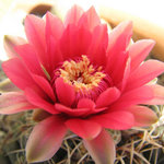 desertflower1234 desertflower1234