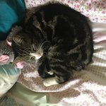 Sally_Cinnamon27 Sally_Cinnamon27