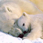 PapaBear