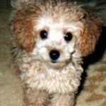 Minidogs2