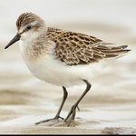 sandpiper66 sandpiper66