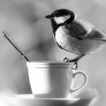 greentea greentea