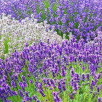 lavender5