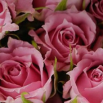 ckb_rose369 ckb_rose369