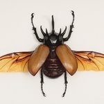 Dynastinae