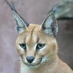 Caracal