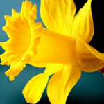 daffodil7