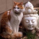 buddhacat buddhacat