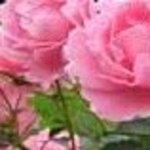 flower82 flower82