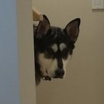 Skinius_Maximus