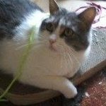 mycat2