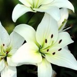 lilyflower lilyflower