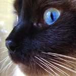 KittenPaws