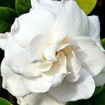 GARDENIA07 GARDENIA07