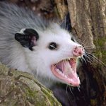 NorthAmericasOnlyMarsupial NorthAmericasOnlyMarsupial
