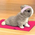 SlowRabbit13