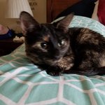 LadyLuna LadyLuna