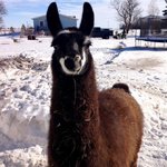 llamafarm llamafarm