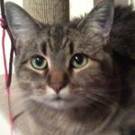 mylily2