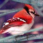 Red_Feathered_Jay