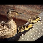 MamaDuck