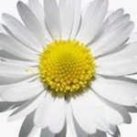LazyDaisy LazyDaisy