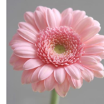 BOHOBLOOMS BOHOBLOOMS