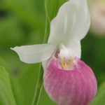 Ladyslipper1234